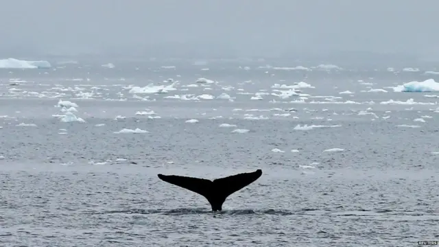 ਐਂਟਾਰਕਟਿਕਾ