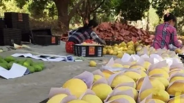 တရုပ်နယ်စပ် ကနေ တင်ပို့တဲ့ သစ်သီးများ