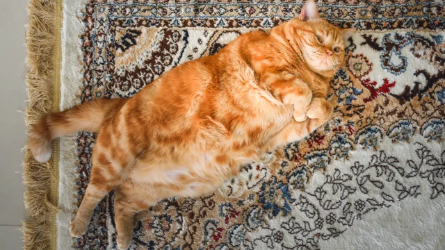 Домашних животных хозяева часто закармливают слишком калорийными кормами, что приводит вот к таким результатам