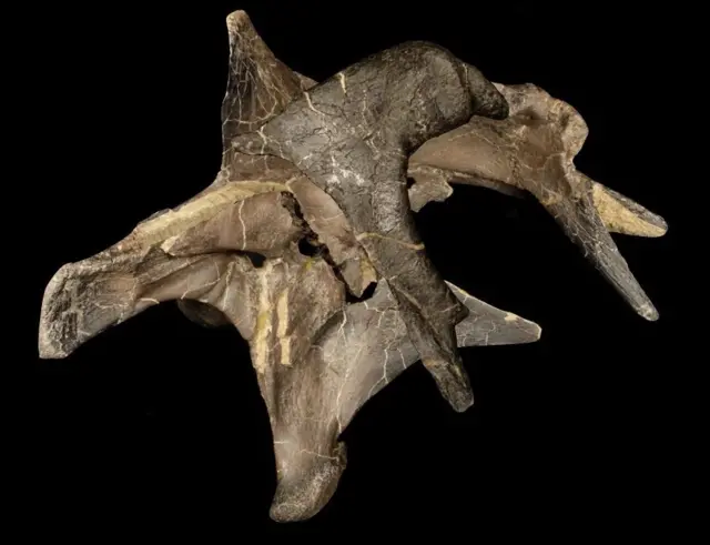 رپرووینیٹر ملنیریا