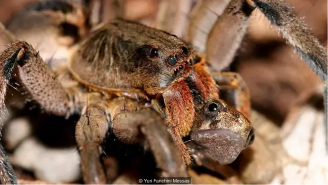Nhện sói (Lycosa erythrognatha) săn một con cóc