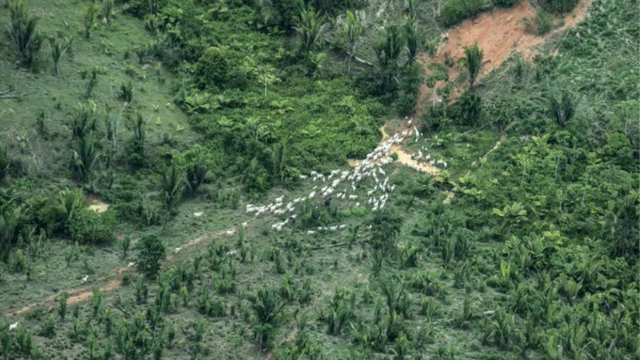 Foto aérea mostra gado