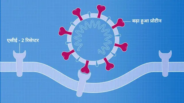 રિસેપ્ટર તથા કોરોના વાઇરસનું વધેલું પ્રોટિન