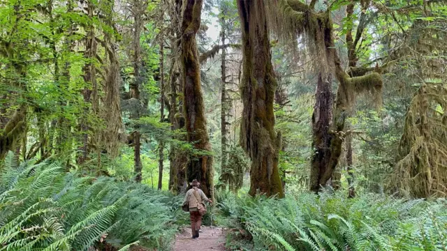 Hempton caminando por sendero en bosque