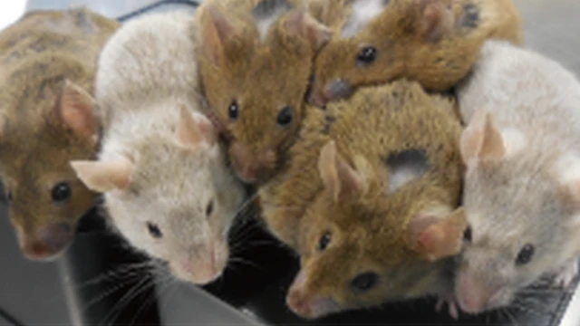 Лабораторные мыши