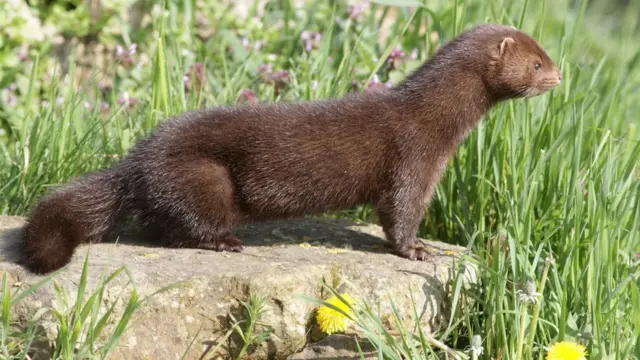 Американская норка практически вытеснила британских водяных крыс