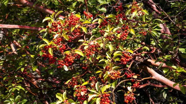 চন্দন গাছের ফল