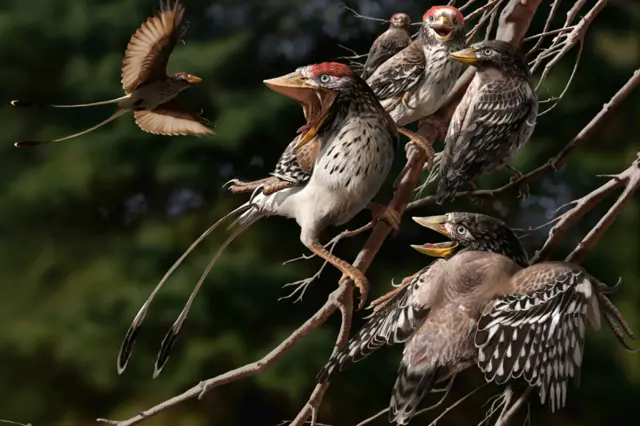 డైనోసార్