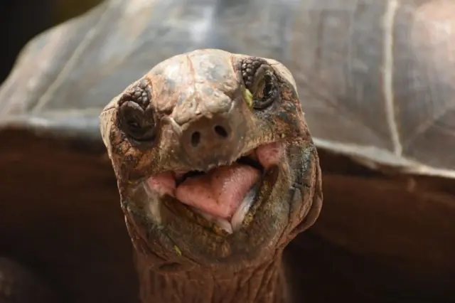 चांगु द्वीप पर देखा गया एक ख़ुश कछुआ