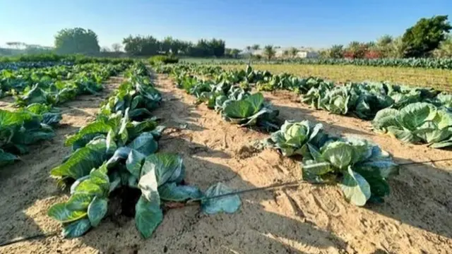 રણને રોકવામાં વૃક્ષો કેટલા ઉપયોગી છે તે વાતથી દુબઈના સત્તાધીશો જાણકાર છે.