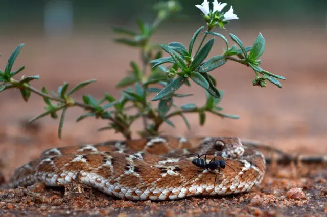 பிபிசி தமிழ் நேயர்களின் மெய்சிலிர்க்க வைக்கும் வன உயிரின படங்கள்