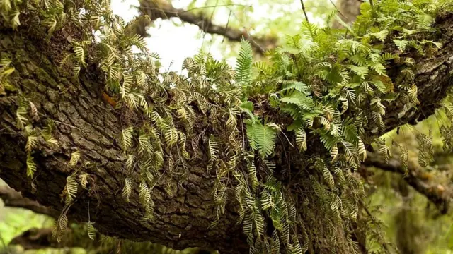 உயிர்த்தெழும் தாவரங்கள்