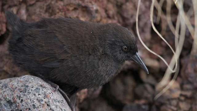 Close up of an Inaccessible Island rail