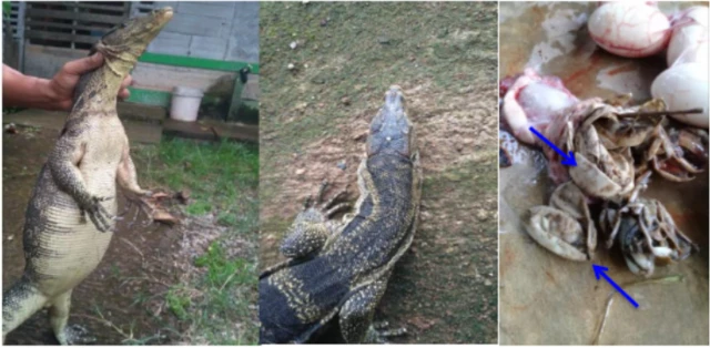 Journal of Tropical Ethnobiology