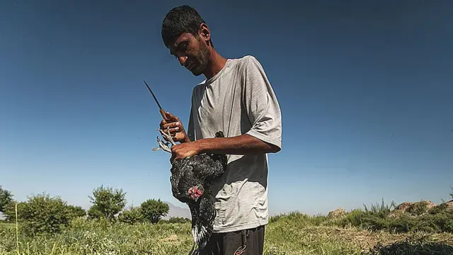 Среднеазиатские цыгане-люли очень чтят свои традиции. Одна из них – приношение в жертву черной курицы перед любым новым начинанием.