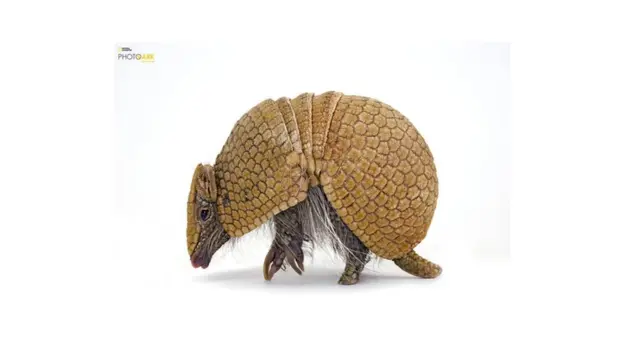 Armadillo