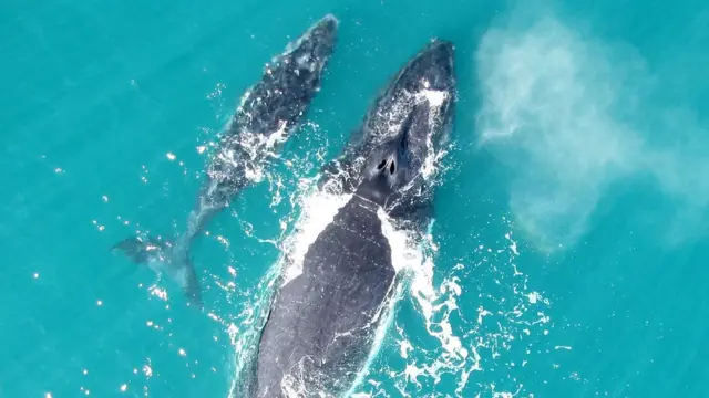 Мама и китенок