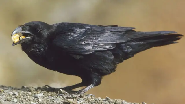 પ્રતીકાત્મક તસવીર