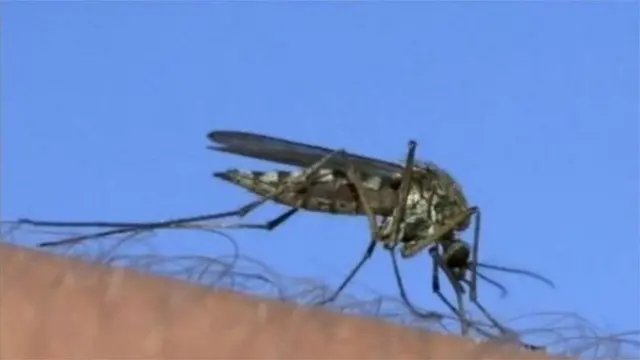 এডিস মশাকে দায়ী করা হয় ডেঙ্গুর জন্য