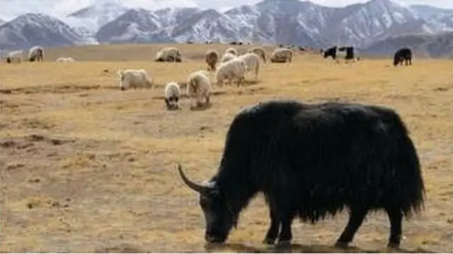 Солтон-Сарыда койдон тартып, топозго чейин багылат