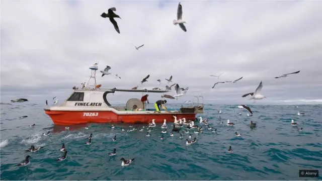 एल्बाट्रॉस