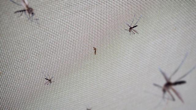 Mosquitossite aposta eleiçõesrede