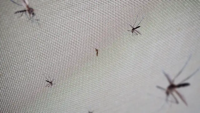 Mosquitossite de apostas brasileirorede