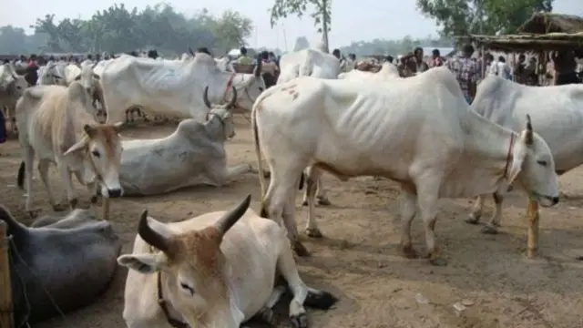 इमेज कॉपीरइटPM TEWARI