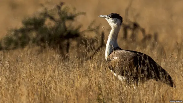 ग्रेट इंडियन बस्टर्ड