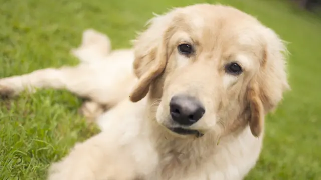 labrador deitado na grama