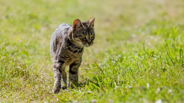 Тут зайцев нет порно бесплатно