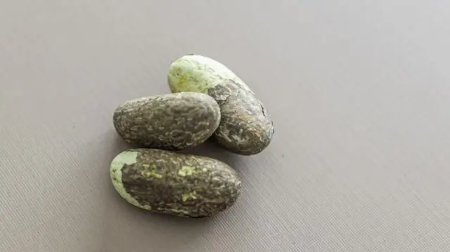 Health benefits of bitter kola - BBC News Pidgin