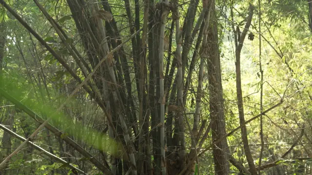 बांबू विकून मेंढ्यानं पहिल्याच वर्षी 1 कोटी 22 लाख रुपये उत्पन्न मिळवलं.