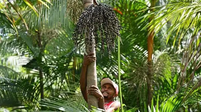 Homem colhendo açaí