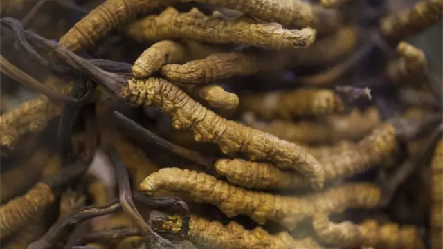 Caterpillar fungus for sale in a Chinese pharmacy in Causeway Bay, Hong Kong, China, 30 December 2015