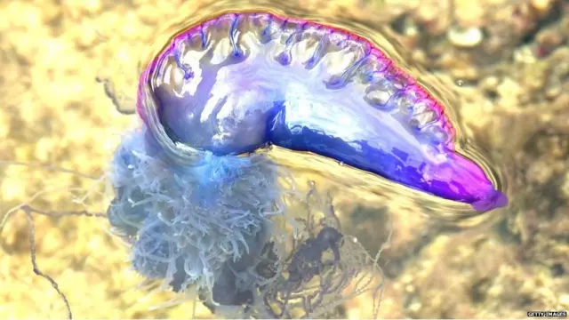 જેલી ફિશની પ્રતીકાત્મક તસવીર