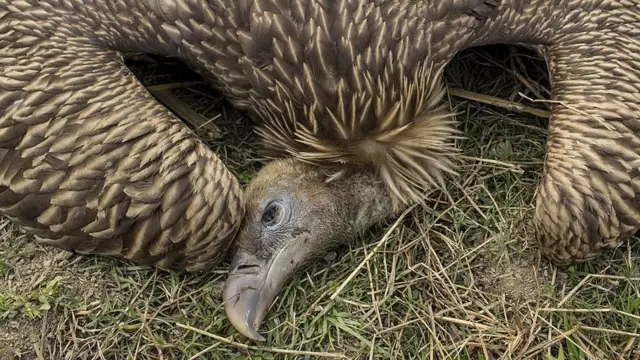 ગીધના મૃત્યુ