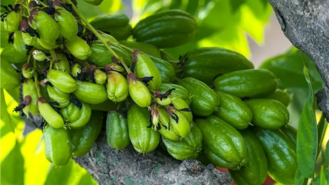 বিলিম্বির ভালোমন্দ উভয় গুণই রয়েছে