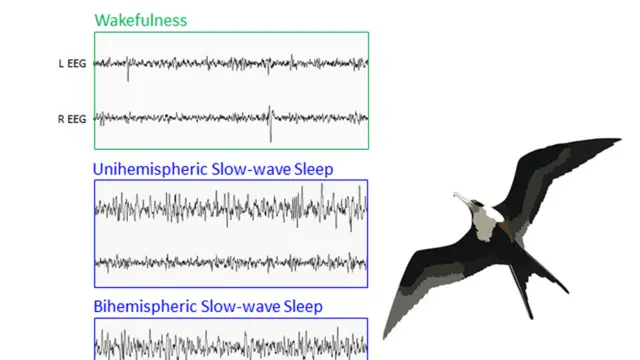 Registro de ondas cerebrales de las fragatas