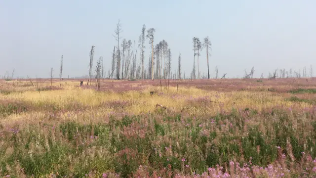 Горелый лес