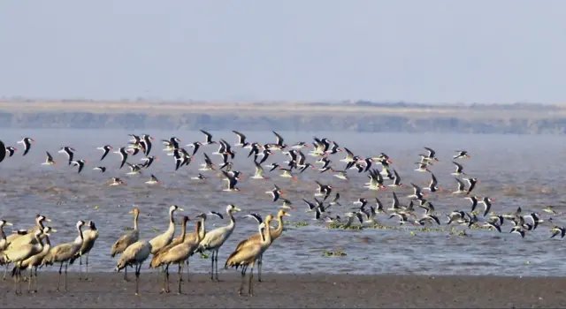 બીબીસી ગુજરાતી પક્ષી