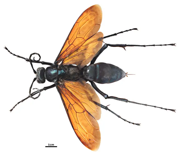 Imagem de uma vespa caçadora