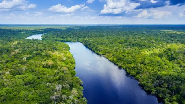 Riojogar lotomania on linemeio à floresta amazônica