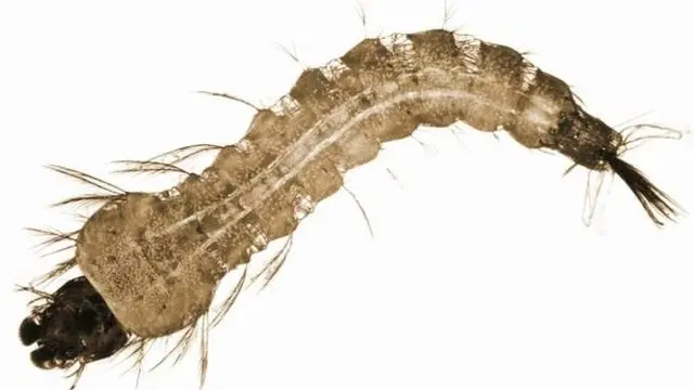 larva of di Anopheles mosquito