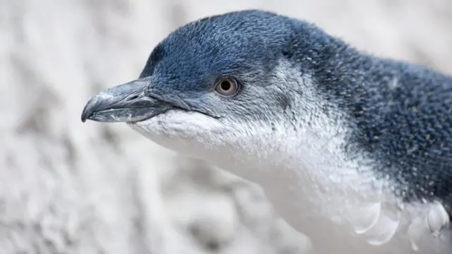 Малий пінгвін