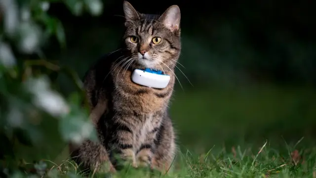 Без системы глобального позиционирования мы даже не сможем узнать, куда пошел наш кот