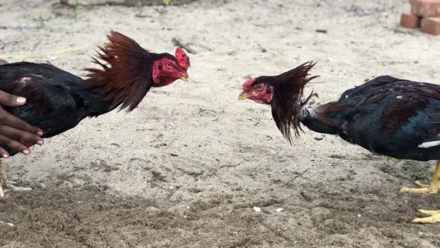 சேவல் சண்டை