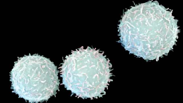 सेता रक्तकोषहरू