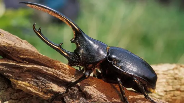 خنفساء هرقل"