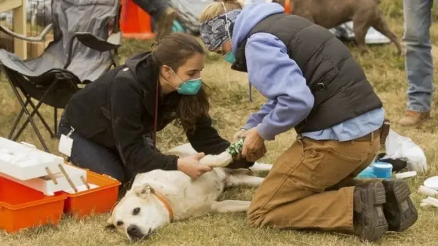 ਕੈਲੀਫੋਰਨੀਆ ਜੰਗਲ ਦੀ ਅੱਗ